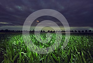 Night cornfield