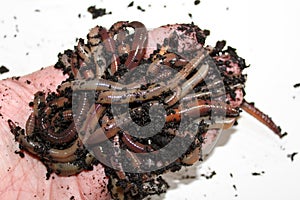 Night Crawler Worms in Open Hand