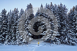 Night in a dark forest, a walk in the woods before Christmas. New year, covered in snow. Spruce trees pine trees covered with snow