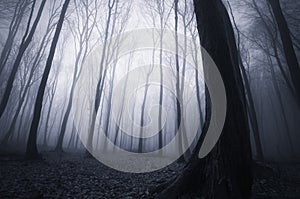 Night in a dark mysterious haunted forest with fog