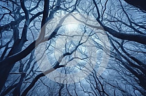 Night dark sky with full moon and branches 1690446520623 1