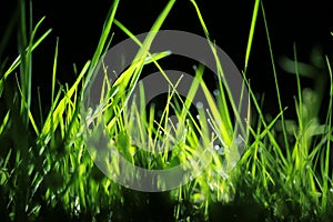 Night dew on the grass