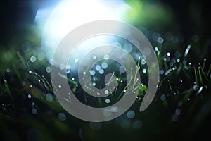 Night dew on the grass