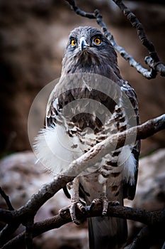 Night eagle yellow eyes watching the forest  2020