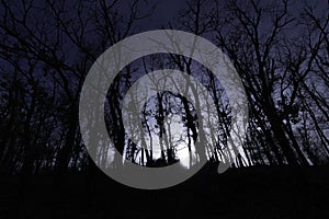 The night falls on the dark and mysterious forest photo