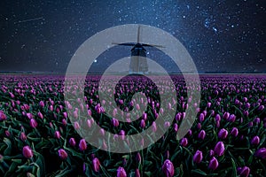 Night Field of Tulips and Windmill