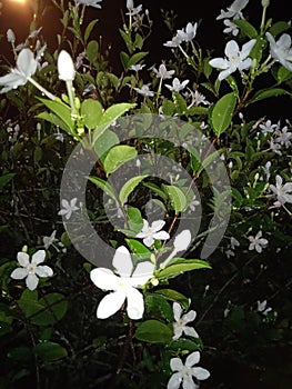 Night flower beauty natural white cold