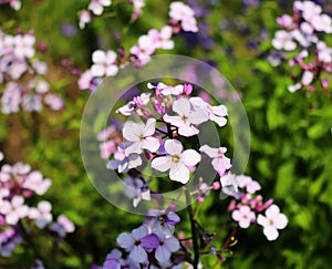 Night flowers violet spring gentle Matthiola longipetala background known as night-scented stock or evening stock