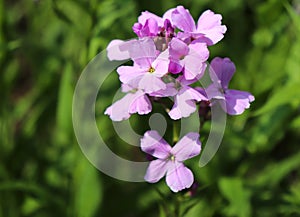 Night flowers violet spring gentle Matthiola longipetala background known as night-scented stock or evening stock