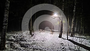Night forest or park with dark trees, the light of lanterns and fog in the dark in winter with snow. Mysterious