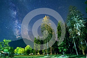 Night forest scene with starry blue sky