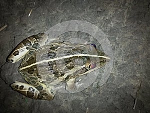 A Night Frog In The Dark.