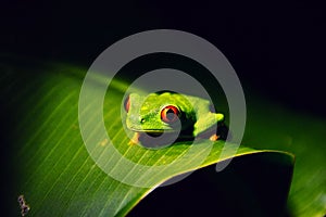 Night frog in leaf