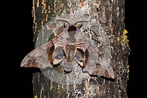 Night hawk moth (Smerinthus ocellatus)