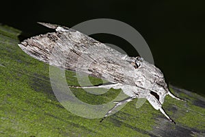 Night hawk moth (Sphinx convolvuli)