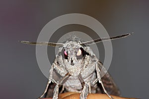 Night hawkmoth (Sphinx convolvuli)