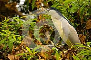 Night Heron