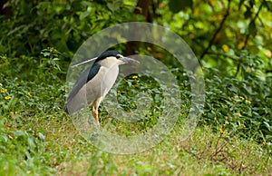 Night Heron