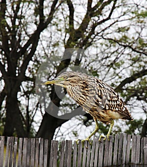 Night Heron