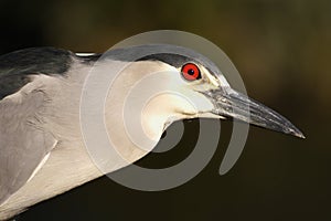 night heron