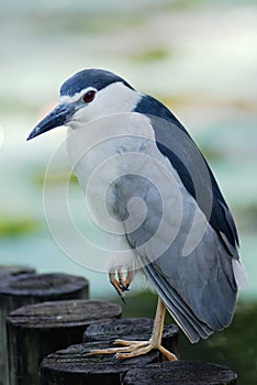 Night Heron Black-crowned