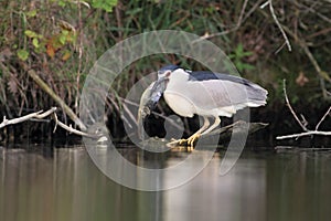 Night heron black crowned with the carp