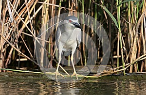 Night heron in breeding plumage hunting on the river.
