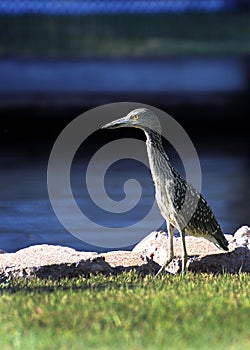 Night Heron on the Canal