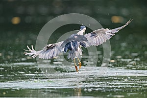 Night heron closeup