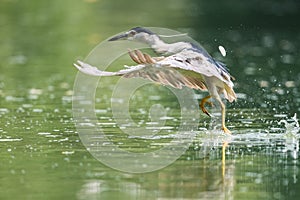 Night heron closeup