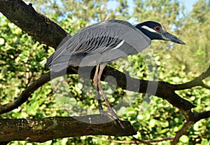 Night heron closeup view