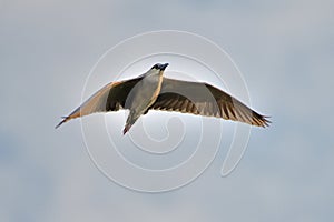 Night Heron Cruising High