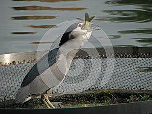 Night heron eat fish