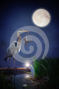Fairy heron on an old pond at night