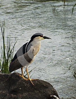 Night heron