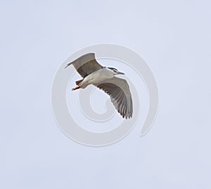 Night heron in flight