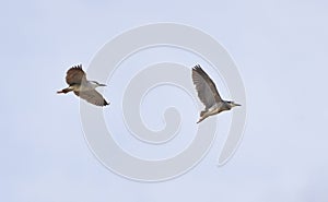 Night heron in flight