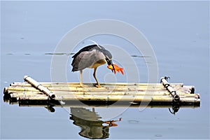 Night heron got fish and ready to eat it on a bamboo raft.