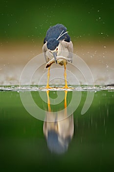 Night heron, grey water bird with fish in the bill, animal in the water, action scene from Hungary, nature habitat. Bird behaviou