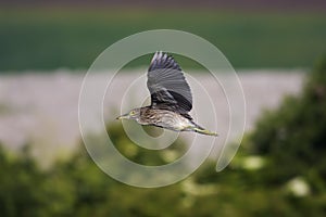 Night Heron Immature Flies  802974