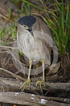 Night Heron, Kakadu National Park, Australia