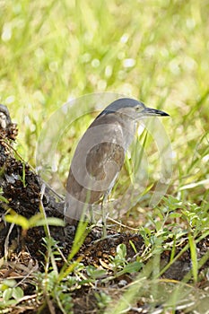 Night Heron, Kakadu National Park, Australia