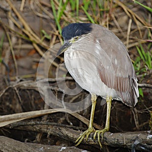 Night Heron, Kakadu National Park, Australia