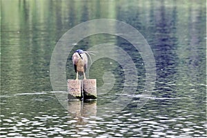 Night Heron is a medium-sized heron. Neck Short, stout body, generally head and back dark, ventral white or gray, short legs.