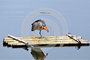 Night Heron is a medium-sized heron. Neck Short, stout body, generally head and back dark, ventral white or gray, short legs.