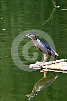 Night Heron is a medium-sized heron. Neck Short, stout body, generally head and back dark, ventral white or gray, short legs.