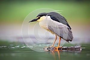 Night heron, Nycticorax nycticorax, grey water bird sitting in the water, animal in the nature habitat, Bulgaria