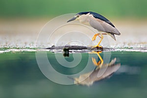 Night heron, Nycticorax nycticorax, grey water bird sitting in the water, Hungary. Wildlife scene from nature. Bird in the water