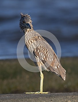 Night Heron Perched