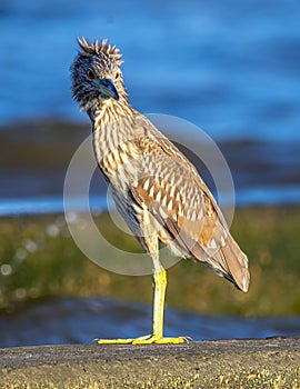 Night Heron Perched